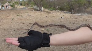 La serpiente ojo de gato