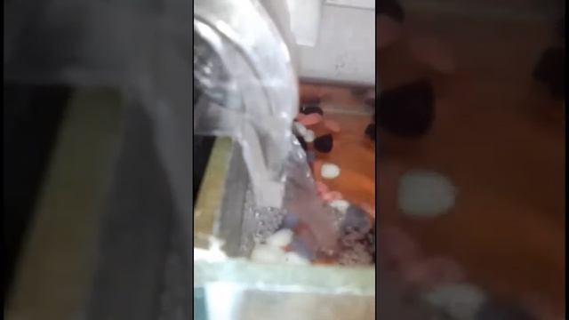 как определить пол черепахи??*Всё про черепах* смотреть онлайн