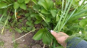 Органическое (зеленое) удобрение для голубики