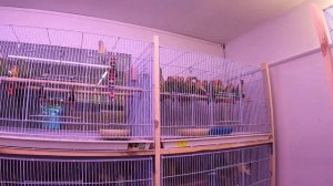 #TUKANDO питомник / ЗООМАГАЗИН tuKando Cанкт - Петербург ПТИЦЫ #ПОПУГАИ / Обзор от Мари Мистик отзы