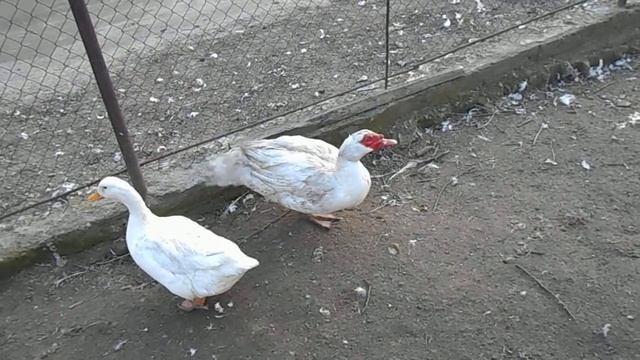 Индийские бегунки и мускусная утка смотреть онлайн