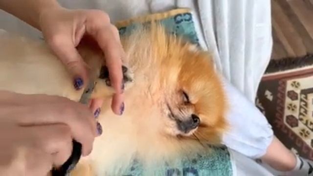 Стрижка шерсти на лапах шпица. Маникюр и педикюр собаке. Уход за лапами Микусика. Часть 2