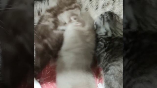 котики