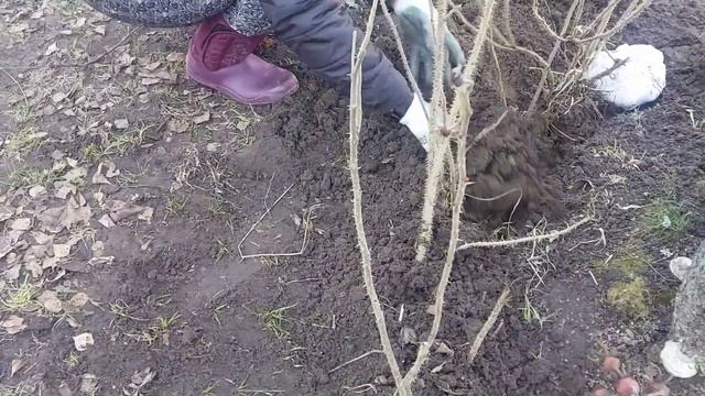 Шиповник сажаю в марте. Живая изгородь.