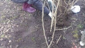 Шиповник сажаю в марте. Живая изгородь.