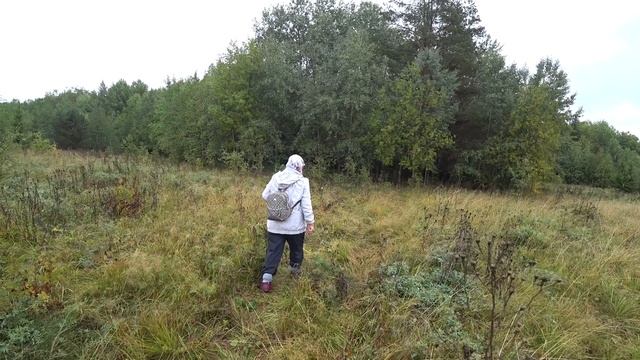 По грибы 2 сент 2023 1ч смотреть онлайн