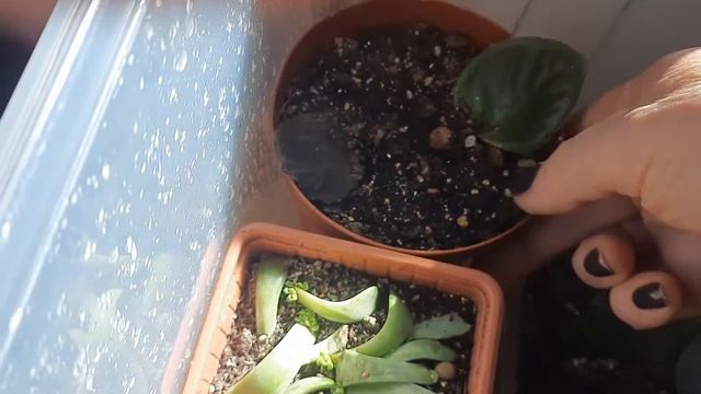 Мои суккуленты и кактусы почувствовали весну ! Обзор. 12.04.2021 г. смотреть онлайн