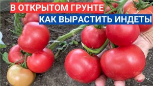 Можно ли вырастить без теплицы индетерминантные томаты