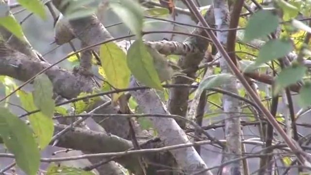 Желтобрюхая пеночка — Phylloscopus nitidus (Blyth, 1843) смотреть онлайн