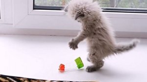 Маленькие котики фото/ Фото кошек прикольные!