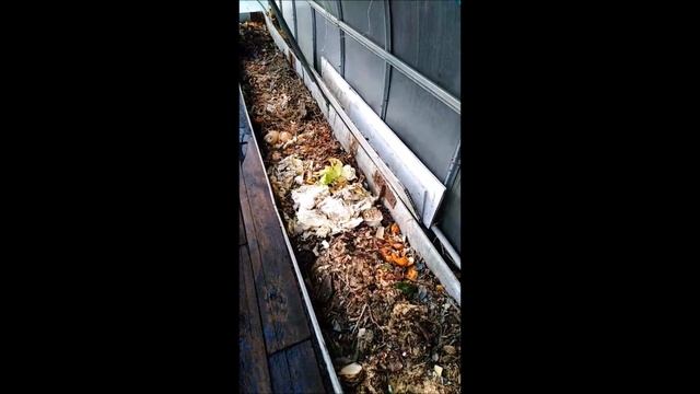 Посев ранней зелени и овощей в поликарбонатной теплице. Долгих Анна смотреть онлайн