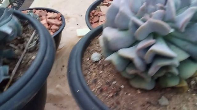 Suculentas Íbridas  Dark Veder, Cúbic Frost,Nichi e Cupid. смотреть онлайн