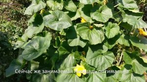 Опорная конструкция для тыквы