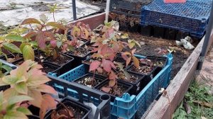 Зимовка черенков гортензии и не только.Надежное укрытие.