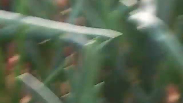 ЛУК НА ПЕРО ТО ЧТО НЕВОШЛО В ПРЕДЫДУЩИЙ РОЛИК смотреть онлайн