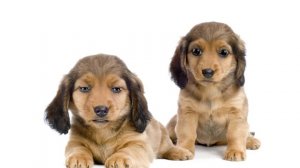 Cute Puppy video for puppy for sale site