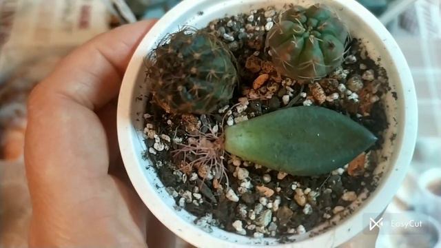 Сукуленти. Огляд моєї колекції. смотреть онлайн