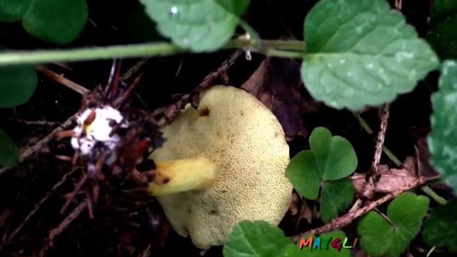 Шампиньоны Лесные, Грибы Зонтики, Свинушки Кобылки смотреть онлайн