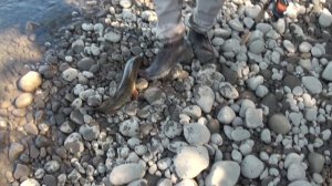 Ловля ТРОФЕЙНОЙ ЩУКИ на спиннинг 🎣 Рыбалка на реке Лена 🏕 Удачная Рыбалка в Якутии 🦟=❤️
