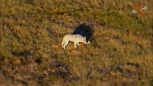 Волки напали на дикую лошадь, оленя и зайца.
