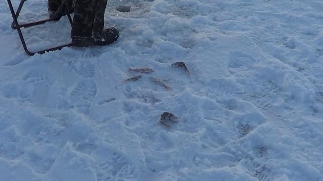 Рыбалка на окуня на озере со льда, вместо Новогоднего стола! смотреть онлайн