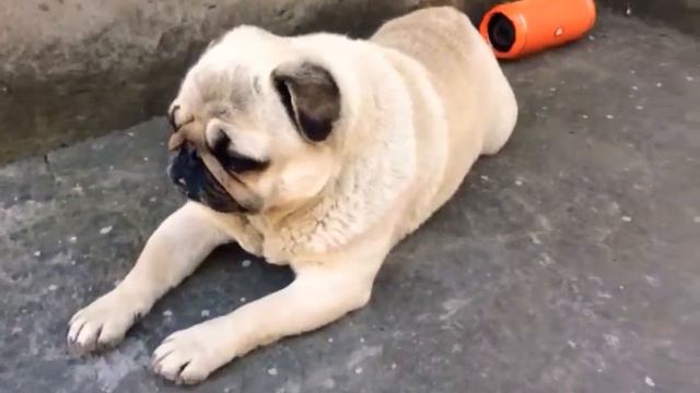 Милый мопсик!!! смотреть онлайн