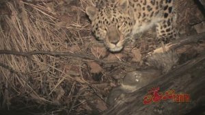 Леопард против леопарда/Leopard vs Leopard