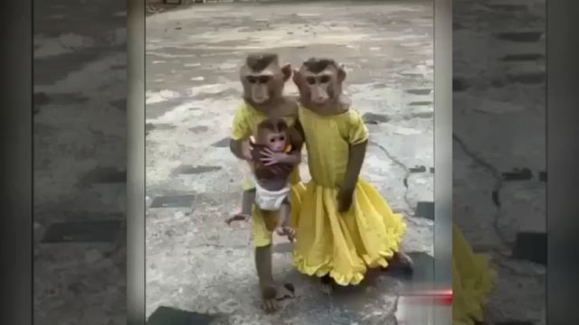 папа обезьяна мама обезьянка и конечно я смотреть онлайн