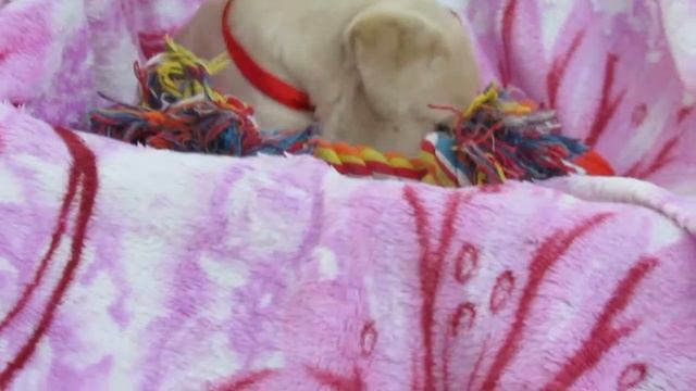 Девочка- красная лента. смотреть онлайн