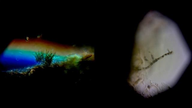 Цитоспороз на листе розы, Cytospora rubescens Fr.=Valsa cincta (Fr.)