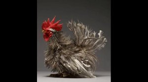 Красивые куры и петухи