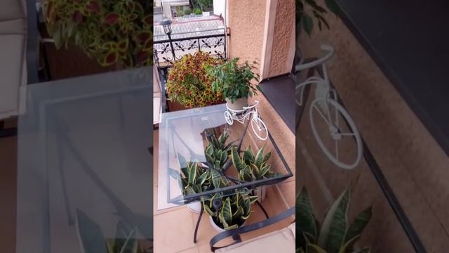 Flowers on the balcony, sansevieria, geranium.