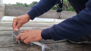 Как Снять С Крючка И Держать Кэт Фиш - Морского Сома Вариант#1 How To Unhook and Hold A Catfish