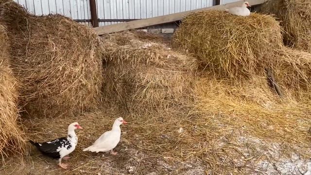 Уход за домашними животными. смотреть онлайн