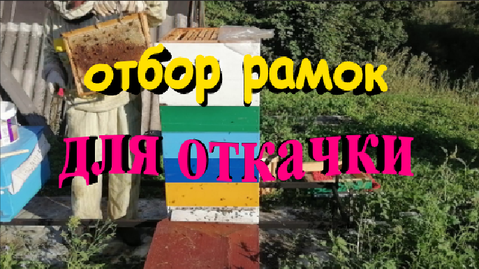 Отбираю рамки для откачки на медовый спас смотреть онлайн