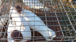 /20.02.2022/ Торговля голубями в Ставрополе. Птичий рынок.