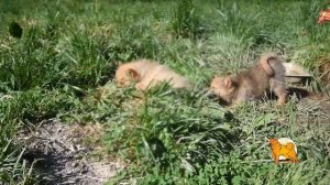 Щенки карело-финской лайки продаются