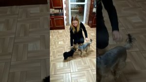 Урок 4. Учим команду: "Вольт!"