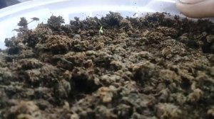 Часть 2 . Сажаем семена ремонтантной малины зюгана из зелёных ягод.