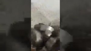 пласткомпактор новый в работе