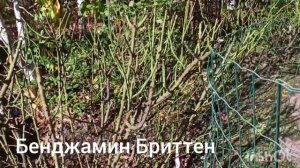 Почвопокровная роза Четыре сезона. Подготовка роз к  зимнему укрытию.