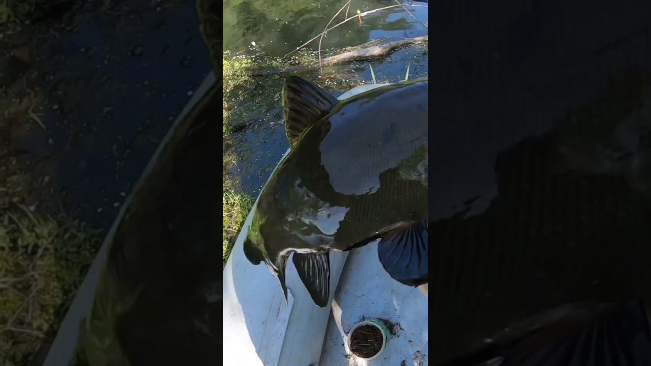 Рыбалка на золотую рыбку #рыбалка #ribalka #fishing #рыбалка2024 #рыбалкавесной #золотаярыбка #riba