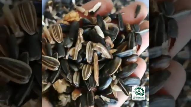 Сортировка семечки подсолнечника
