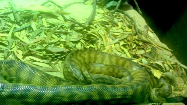 ZSL London Zoo 2015 - Aquarium and Reptile House, Regents Park, Camden Town, London смотреть онлайн