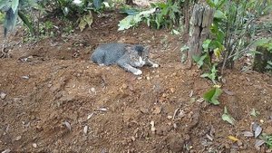 Преданная кошка все время проводит у могилы хозяйки. История о верности кошки