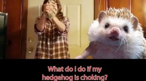 What do I do if my hedgehog is choking? - Ask Quilly