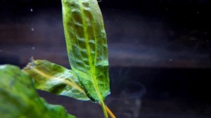 КРИПТОКОРИНА РОДСТВЕННАЯ. cryptocoryne affinis. СЕКРЕТЫ СОДЕРЖАНИЯ