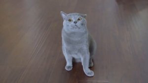 Кот Мурзик  гонка ката