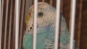 Волнистый попугай девочка