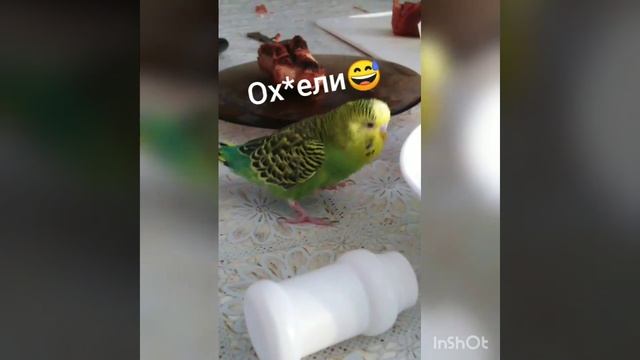 Попугай матерится ? смотреть онлайн